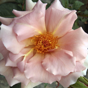 Kупить В Интернет-Магазине - Poзa Кингс Рэнсом - желтая - Чайно-гибридные розы - роза с интенсивным запахом - Dr. Dennison H. Morey - 0